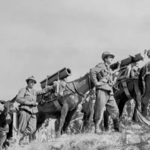 Trotsky : « Nous n'avons jamais mis toutes les guerres sur le même plan »